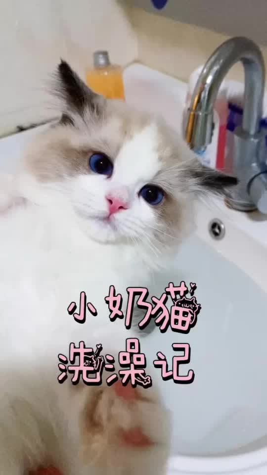 布偶猫洗澡日记 怎么给小奶猫洗澡呢?哔哩哔哩bilibili