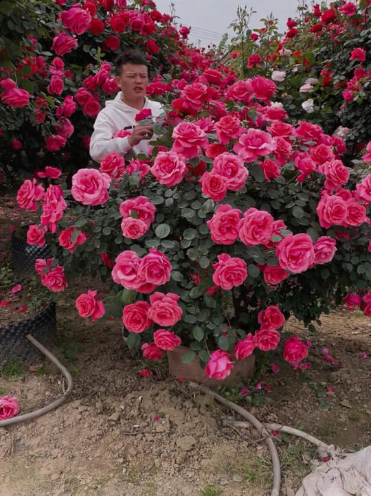 国月大花粉扇 树桩月季 花的海洋