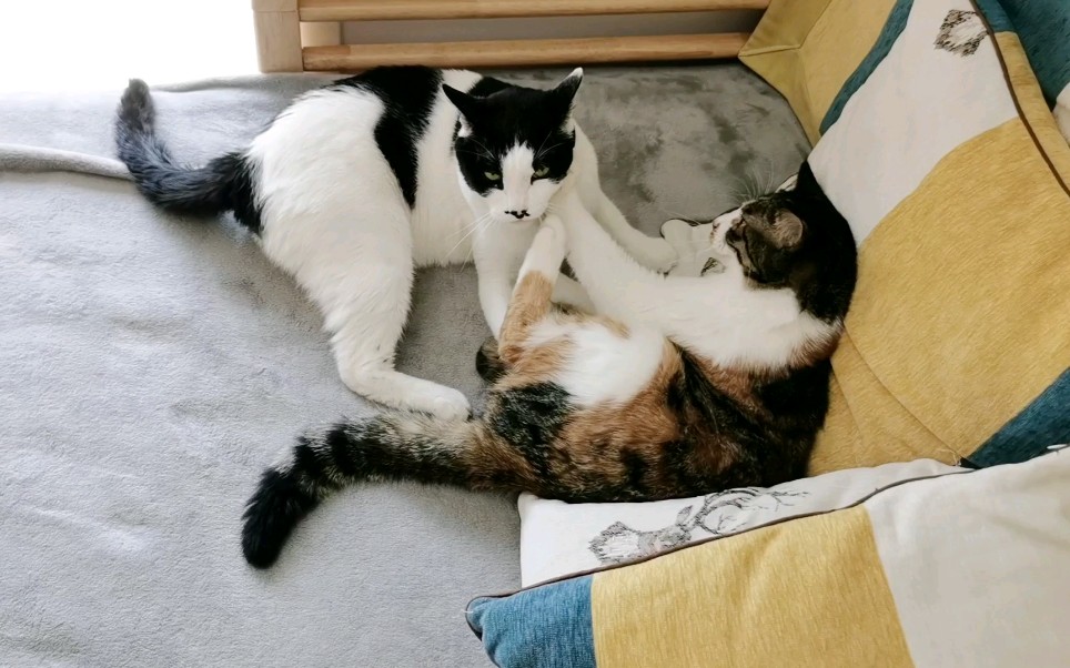 【奶牛和三花】两只猫的"友好"相处_哔哩哔哩 (゜-゜)つロ 干杯~-bili