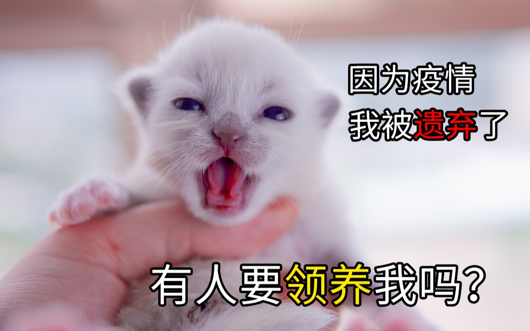 【猫咪送养】被弃养孕猫生下惊艳猫崽,有猫奴要领养吗?定期更新小猫成长记录哔哩哔哩bilibili