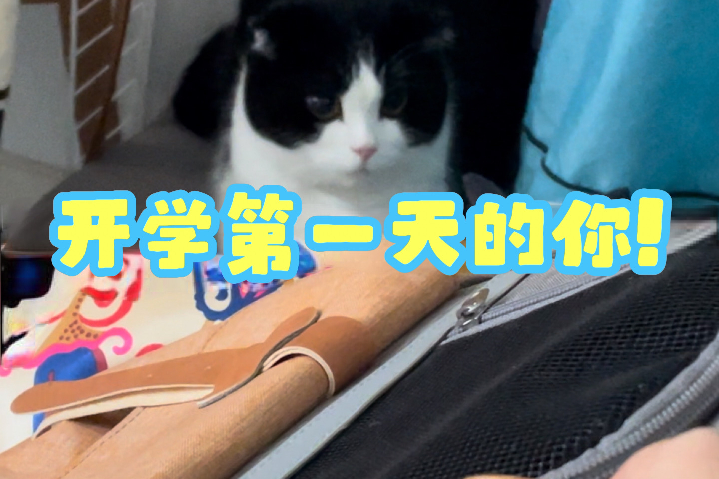 快点走吧你!猫猫的模拟人生!哔哩哔哩bilibili