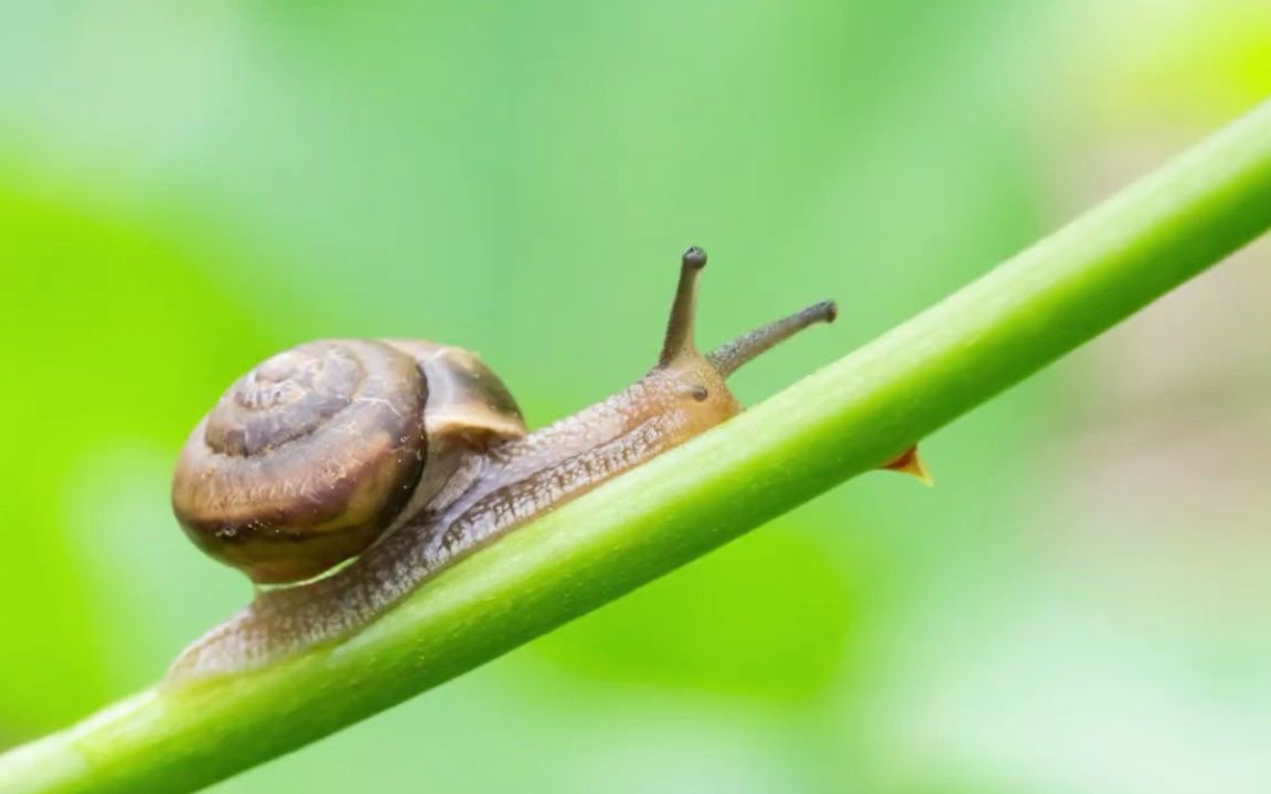 小小的蜗牛,居然拥有动物里最多的牙齿哔哩哔哩bilibili