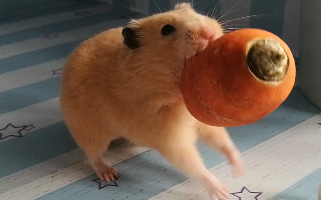 肥仓鼠贪得无厌结果摔了个狗吃屎啊哈哈哈