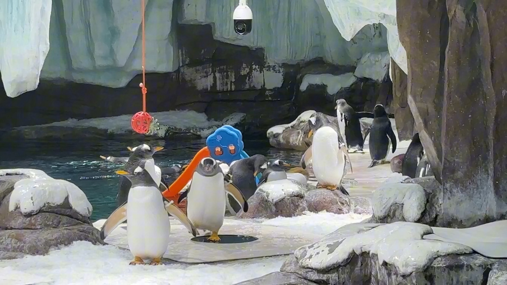 你见过企鹅游泳的样子吗?