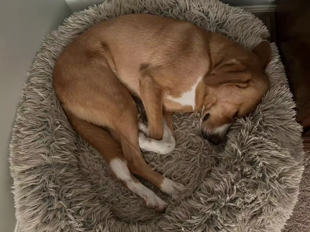 活动  marzo晚上蜷着睡,白天伸着睡,是晚上曲得太累了吧