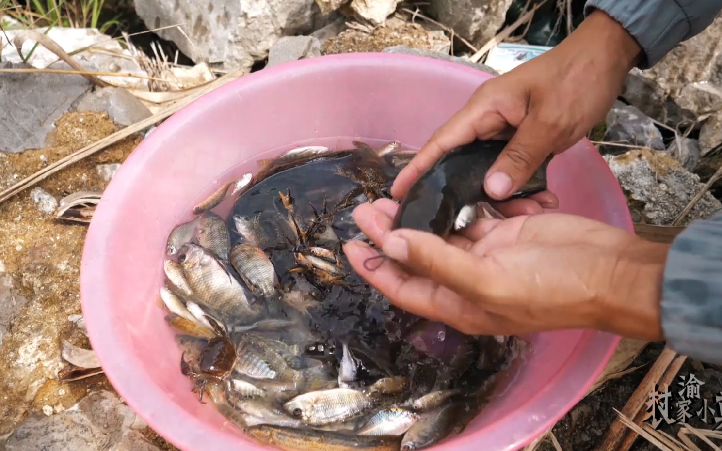 小志這次地籠放的餌料對了,收穫那麼多的魚,幾乎每個魚籠都爆了_嗶哩