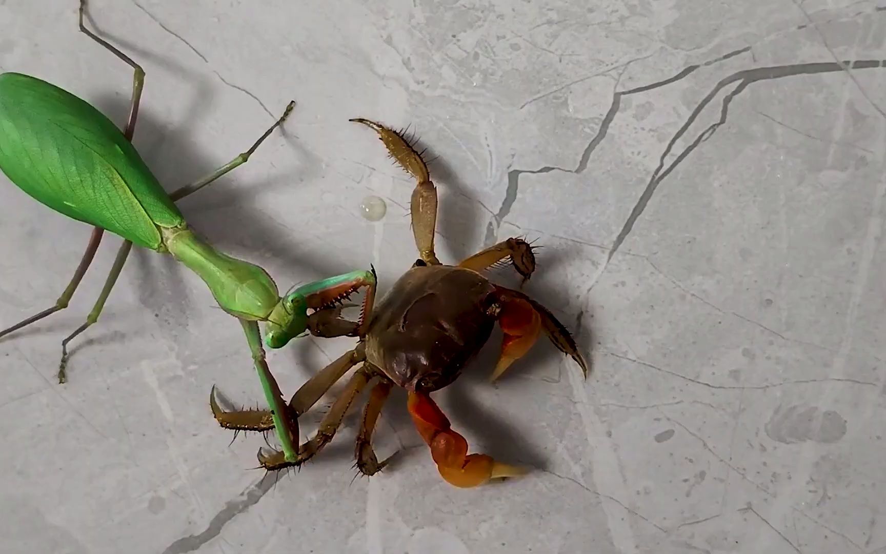 螃蟹:对面螳螂三件套,怎么玩?