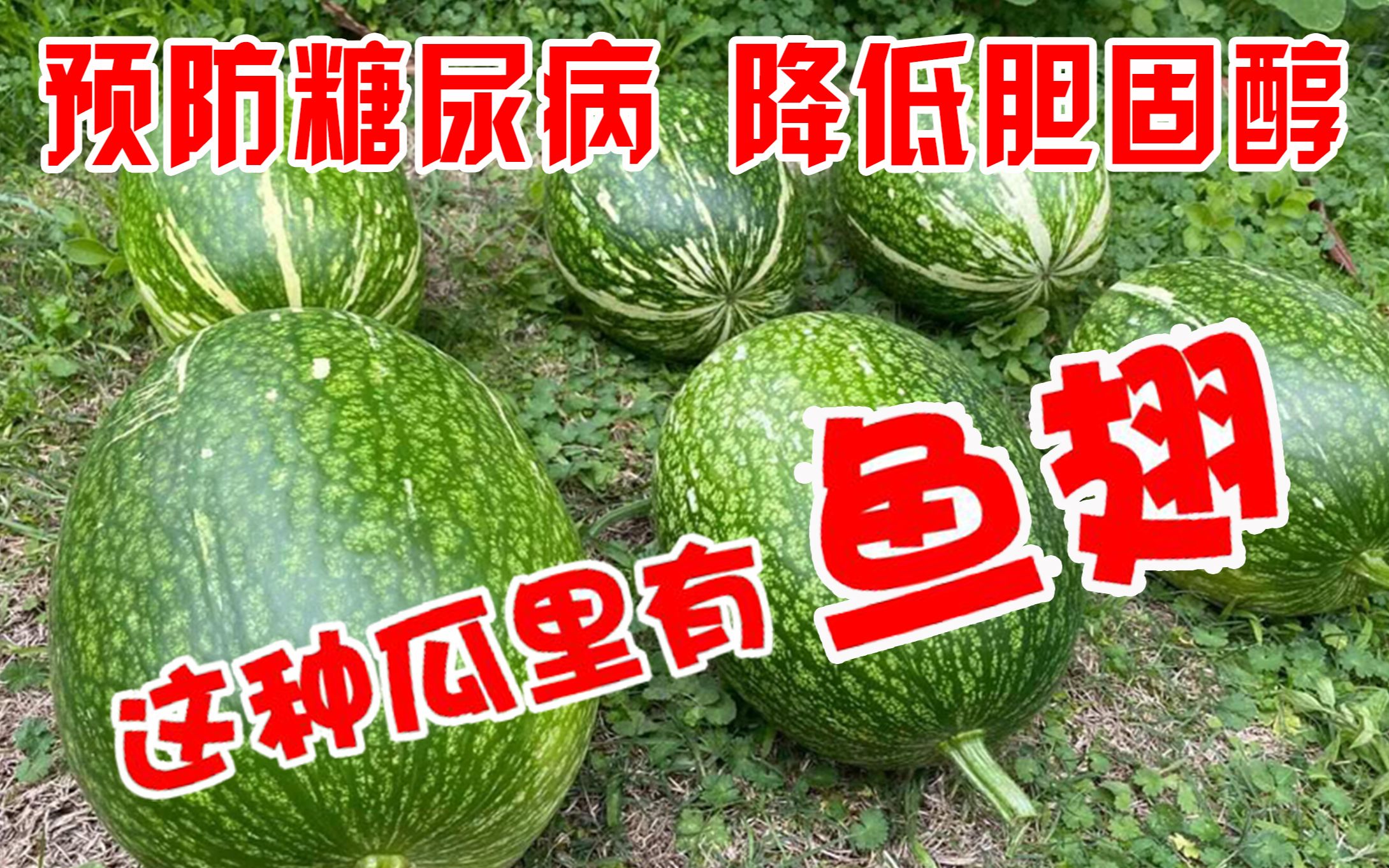 鱼翅瓜的功效与作用图片