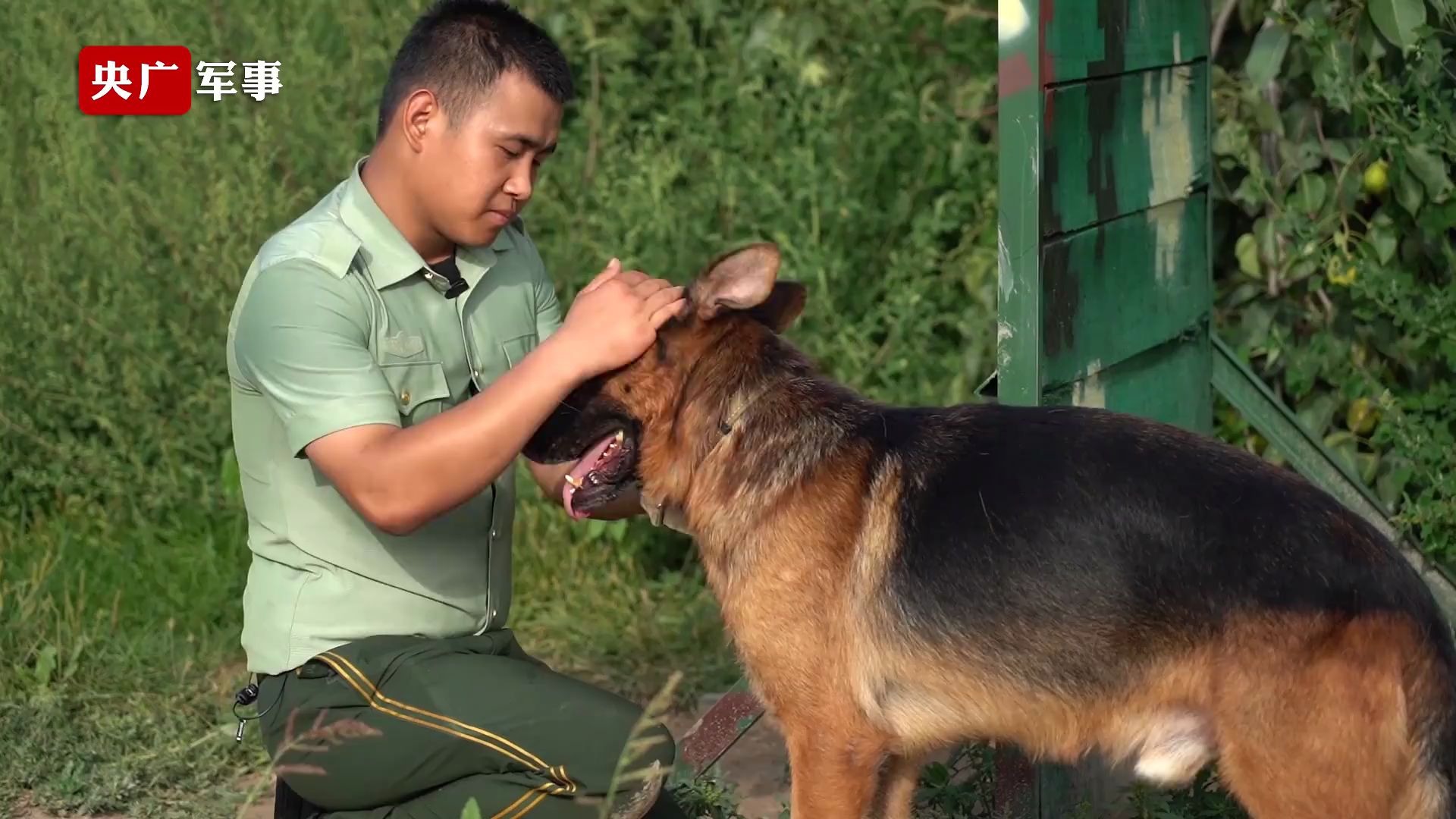 [图]这一幕看哭！老兵退伍军犬紧扒车门不放