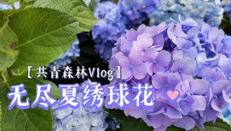 油管搬运 无尽夏绣球花品种介绍 颜色 高度endless Summer Hydrangeas 哔哩哔哩 Bilibili