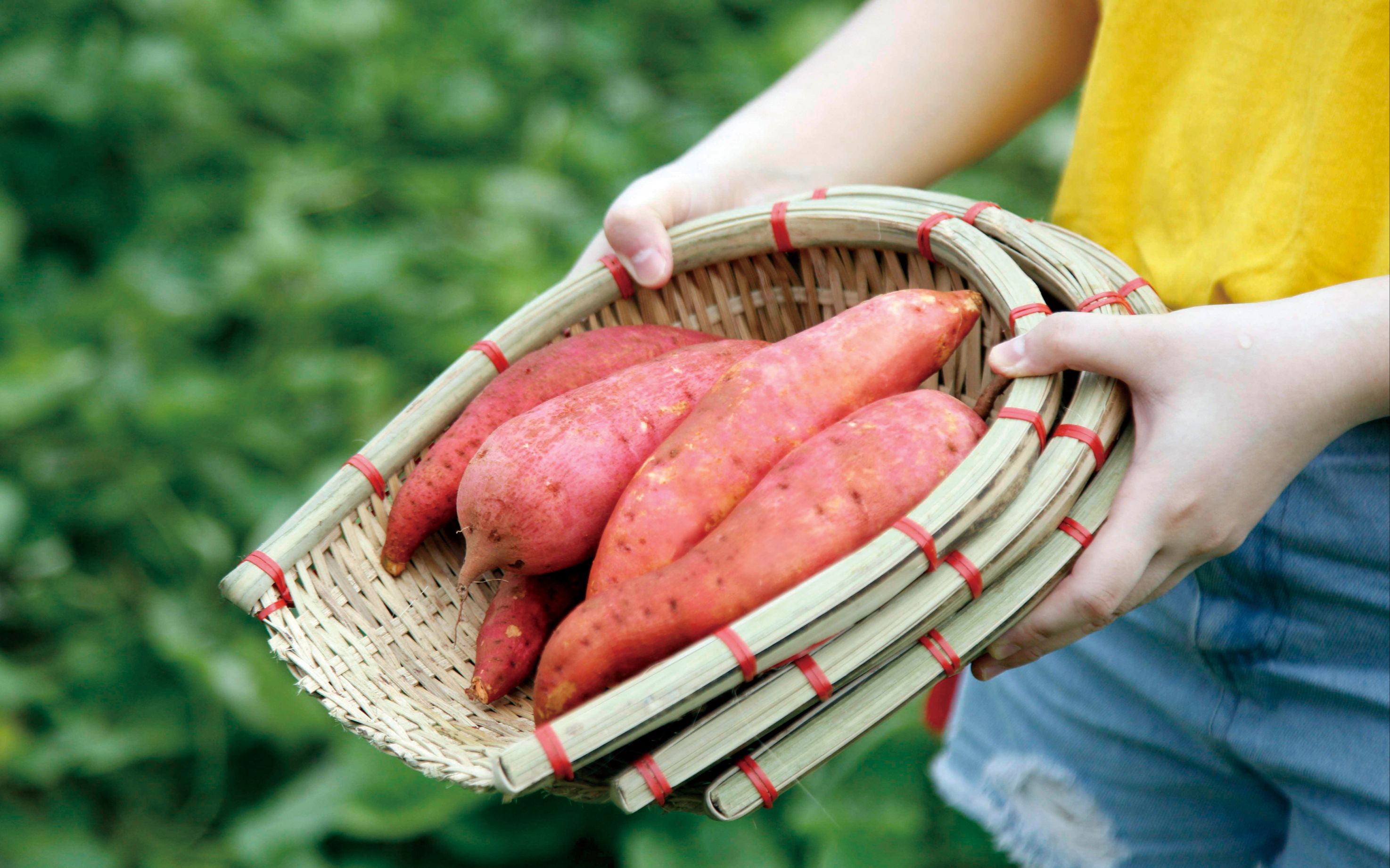 见过新鲜现挖的白杨红薯吗?实拍基地的日常挖掘工作