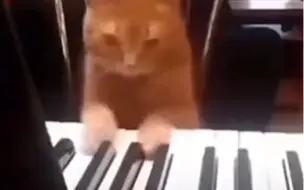 Download Video: Pianist CAT