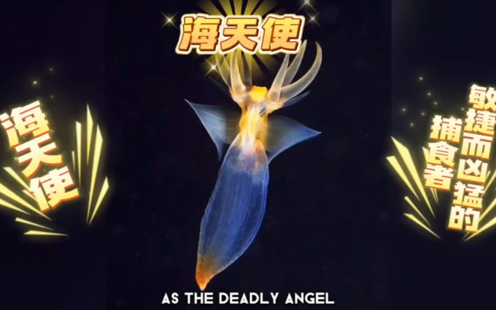 海天使:敏捷而凶猛的捕食者