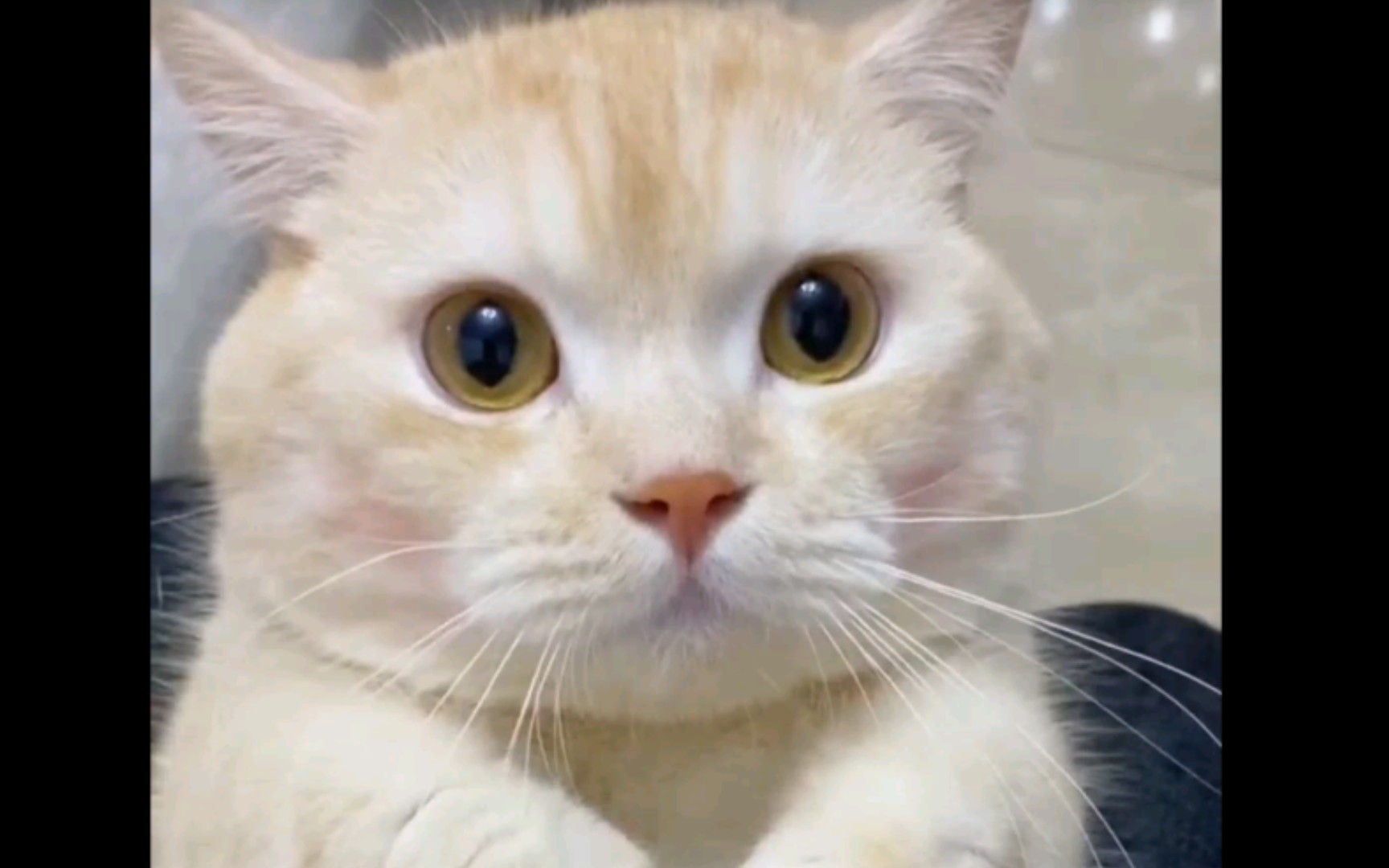 电话机的猫是什么(电话机和猫连接的线)