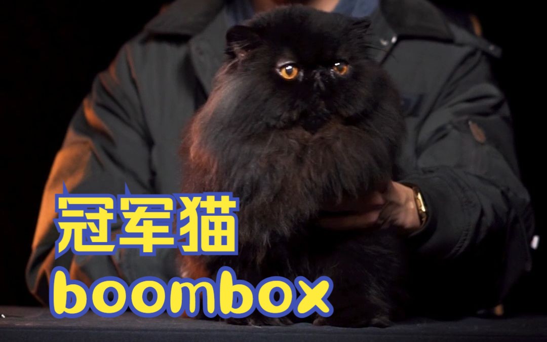 《鉴赏中国百大冠军猫》第二期:波斯猫—boombox哔哩哔哩bilibili