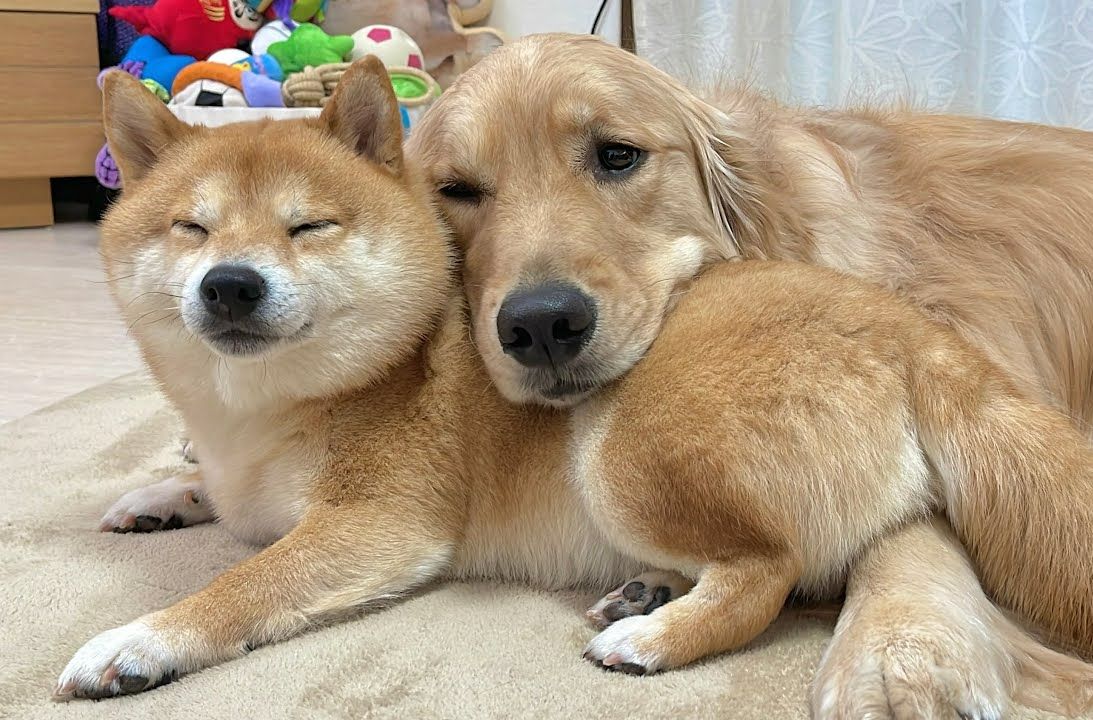 金毛和柴犬这是什么神仙友谊啊