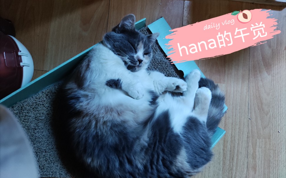 空调和懒觉最配哦～hana小猫咪的午觉_哔哩哔哩_bilibili