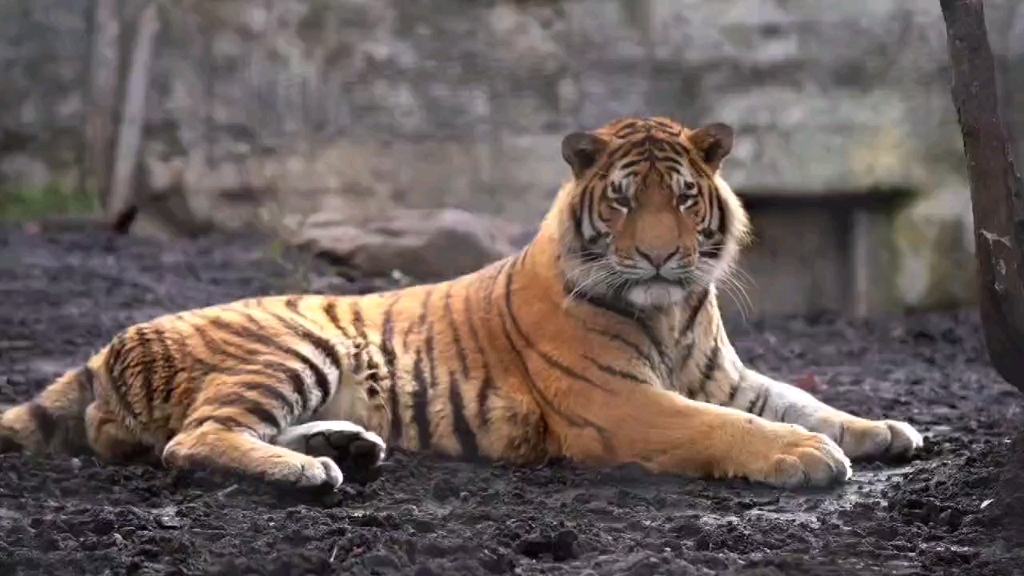 这么小帅的虎子