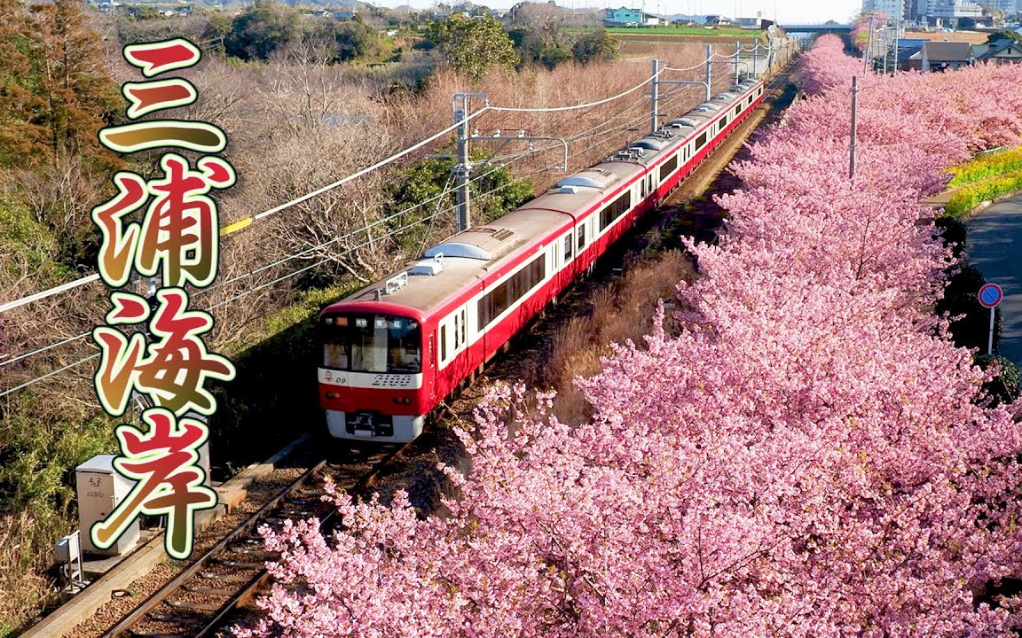 旅拍日本宫城县樱花和火车2020三浦海岸河津 