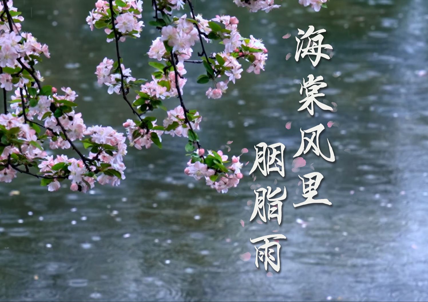 莫愁湖|江南春雨中的海棠韵味十足哔哩哔哩bilibili