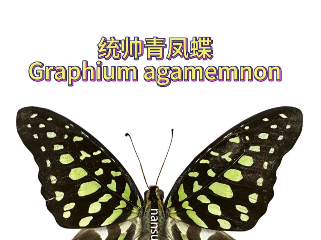 统帅青凤蝶 Graphium agamemnon哔哩哔哩bilibili