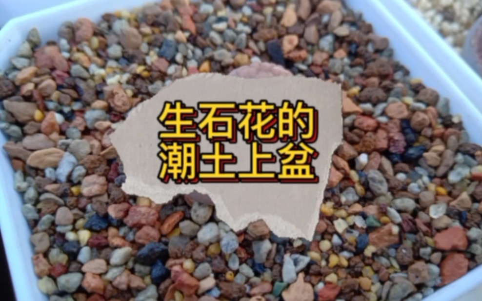 生石花的潮土上盆全过程,很好用的一种种植生石花的方法哔哩哔哩bilibili