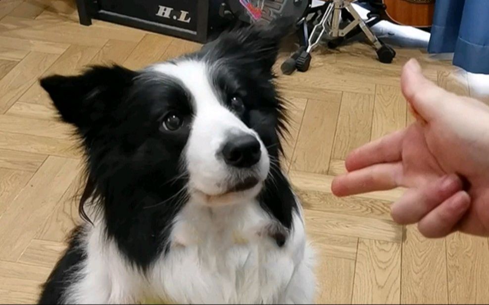这可能就是边牧不能当警犬的原因吧