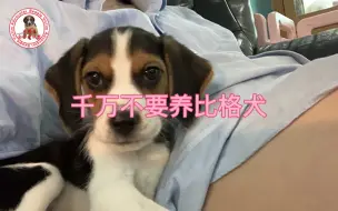 Download Video: 千万不要养比格犬