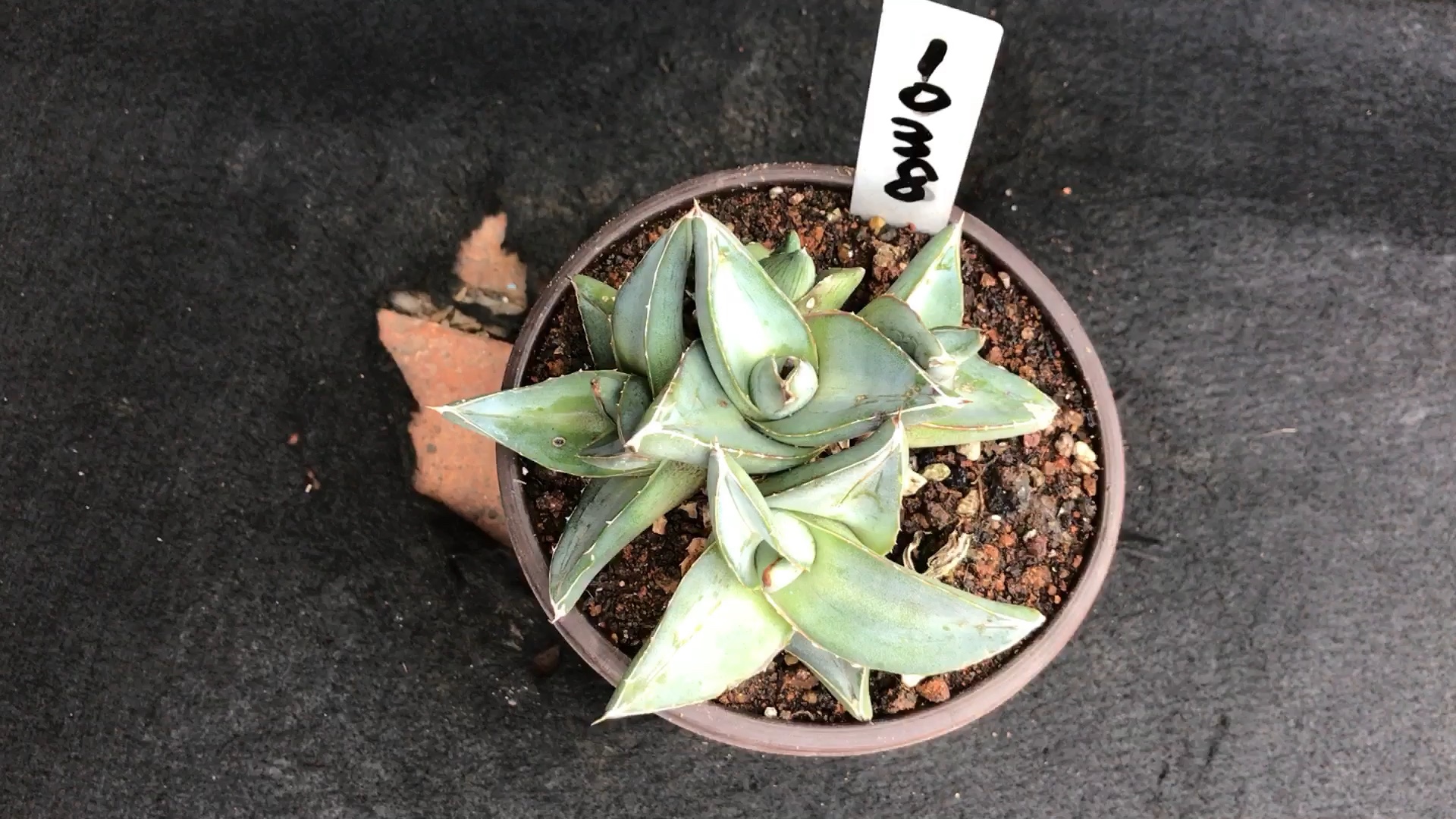 龙舌兰植物#普米拉(群生)