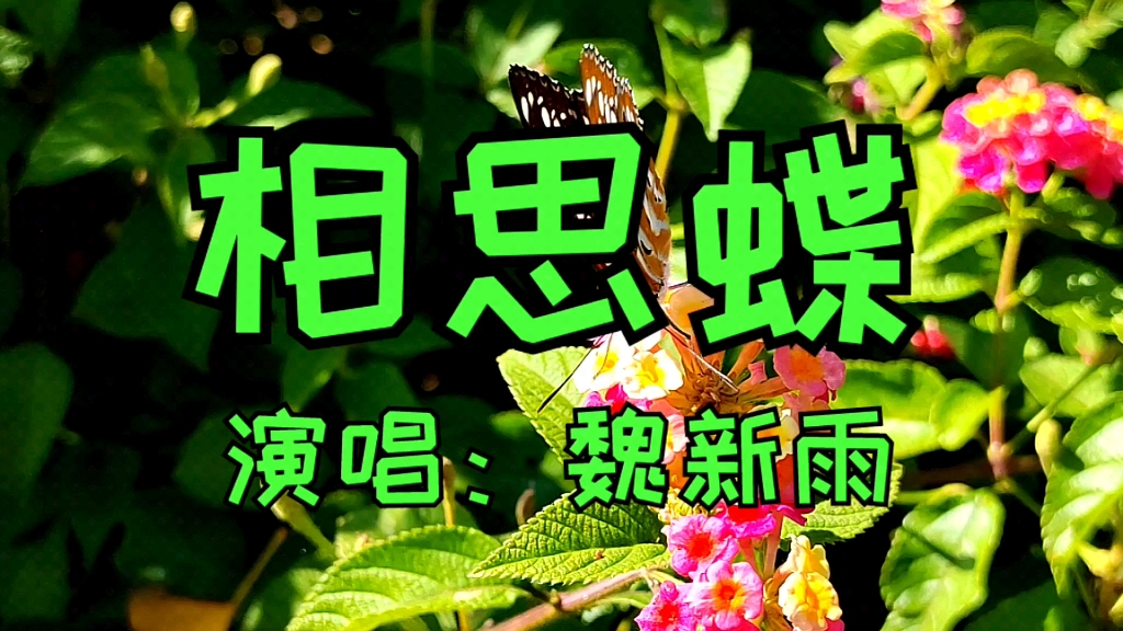 [图]观赏鲜花和蝴蝶，欣赏好听的歌曲《相思蝶》