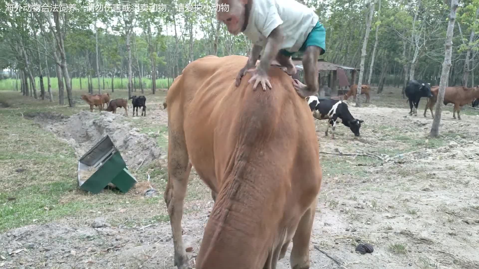 猴子不怕牛吗?看两只猴子被女孩带去骑牛,看猴子是如何表现