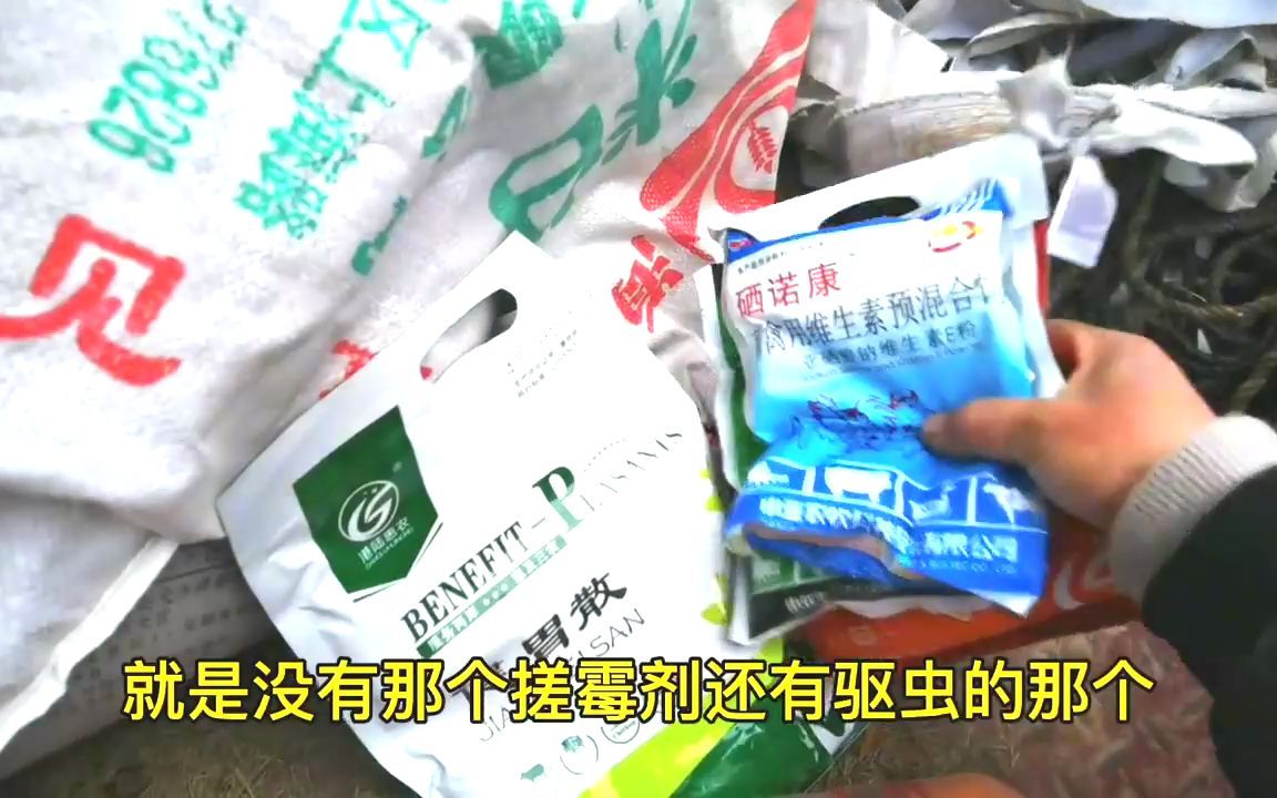 参观宁陵腾威牧业湖羊养殖基地,体型咋样,预混料和配料用的什么哔哩哔哩bilibili