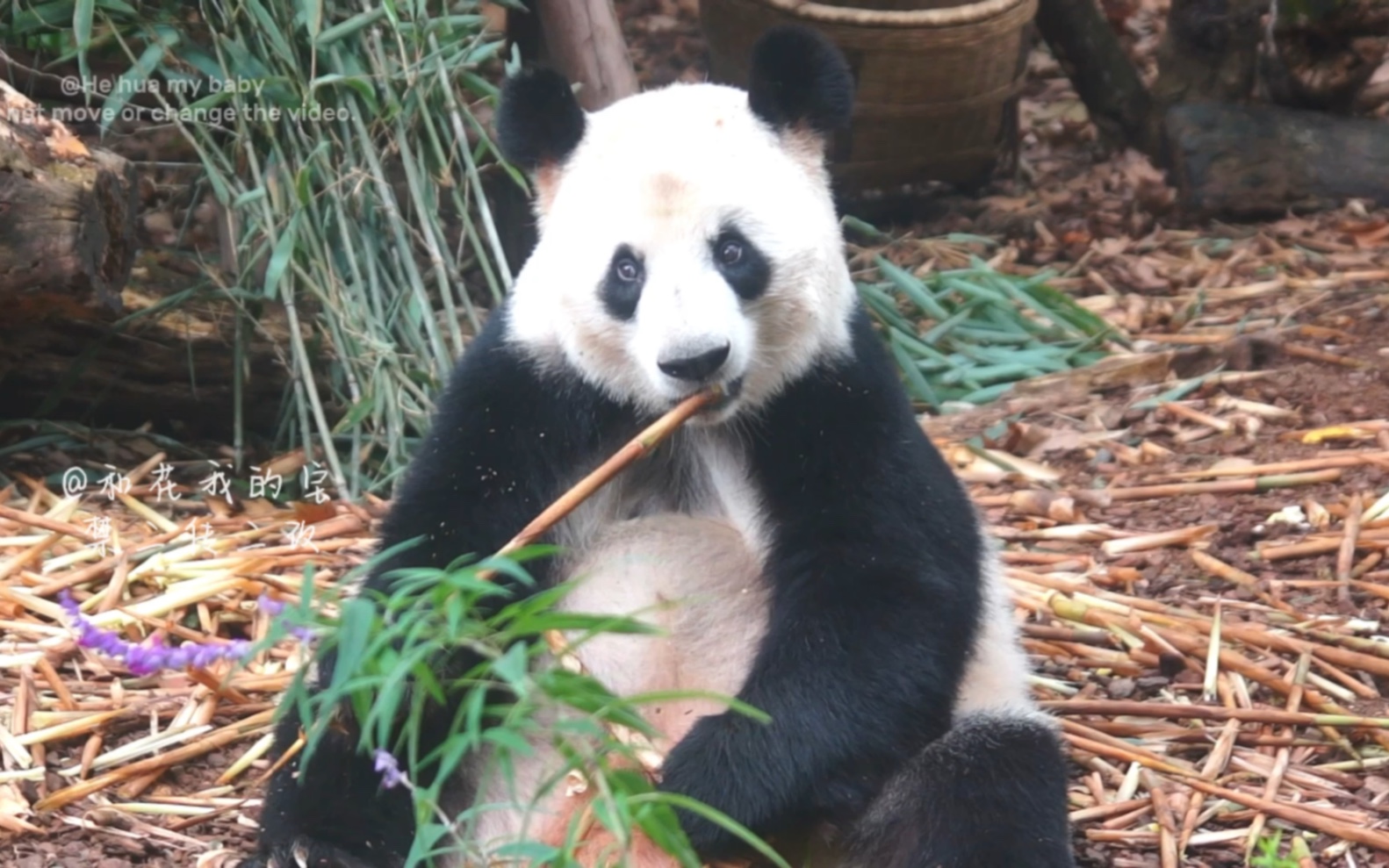 【大熊猫成功】搬家前的功妈吃播,还给自己化了个妆