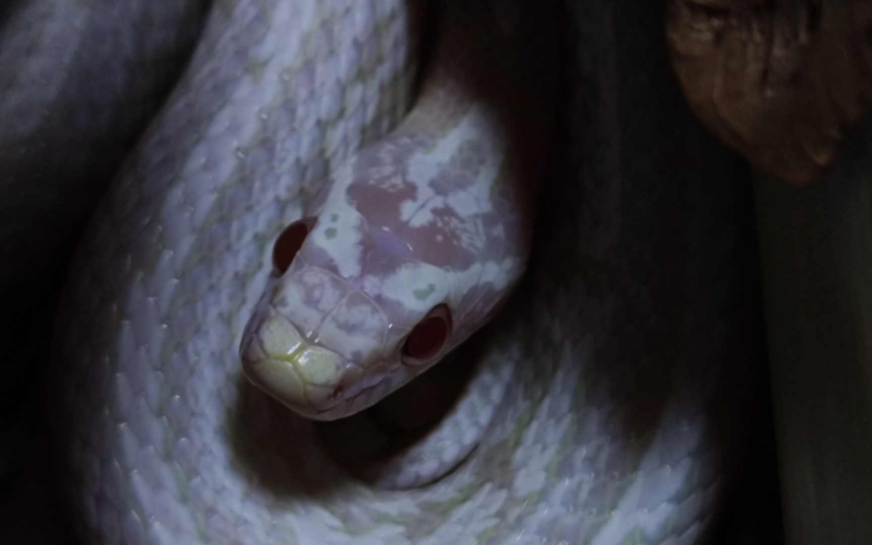 【玉米蛇】刚蜕完皮的雪显,长大后身上会有绿色吗?好期待