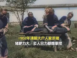 Download Video: 1902年清朝大户人家杀猪，猪肥力大，多人合力都难拿捏