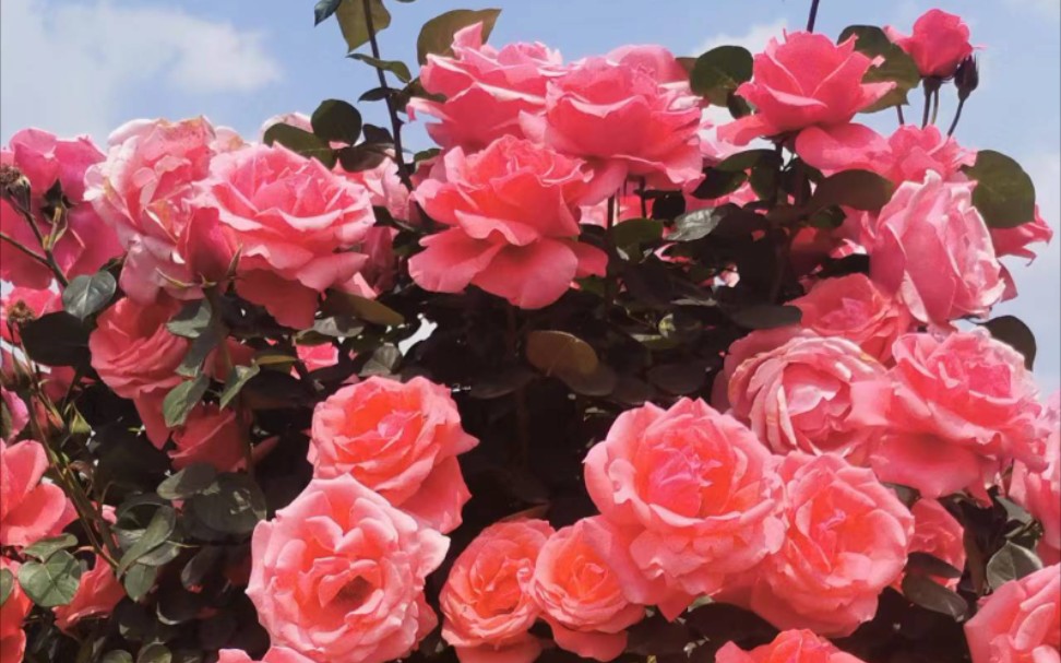 玫瑰花海,让您看个爽歪歪come on