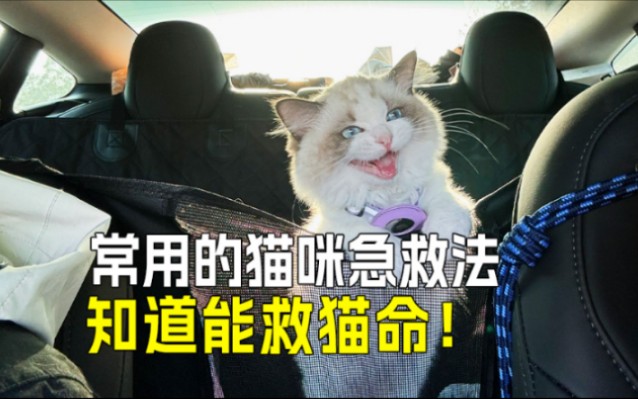 【必备】救猫技巧,希望用不上但必须会!哔哩哔哩bilibili