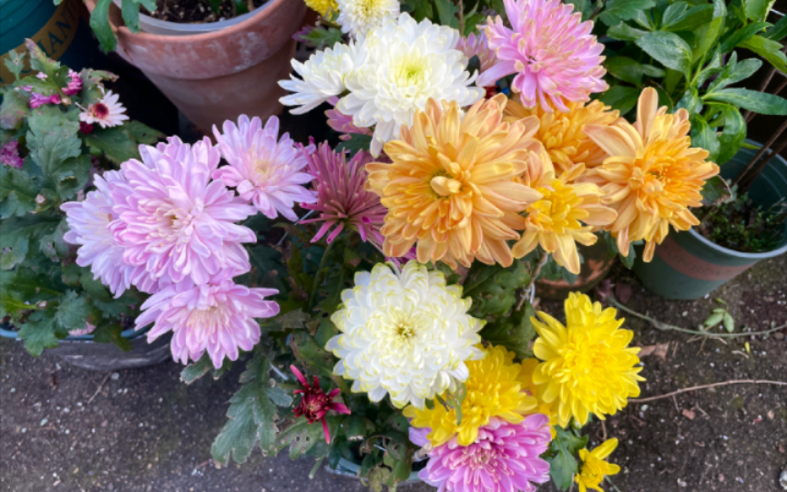 十几块的天赞菊带花盆栽复花了