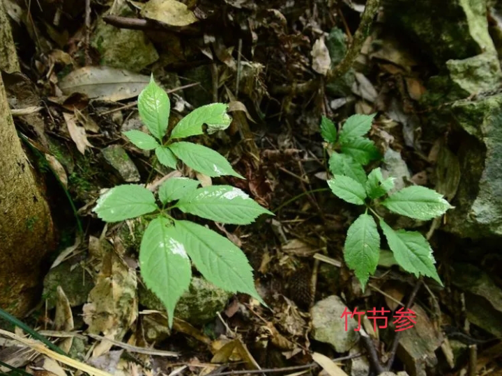 竹节参白芨播娘蒿葶苈子白鲜皮虎耳草十大功劳等