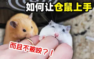 Download Video: 想让仓鼠主动上手？怕被咬？看完这个视频就不用怕了