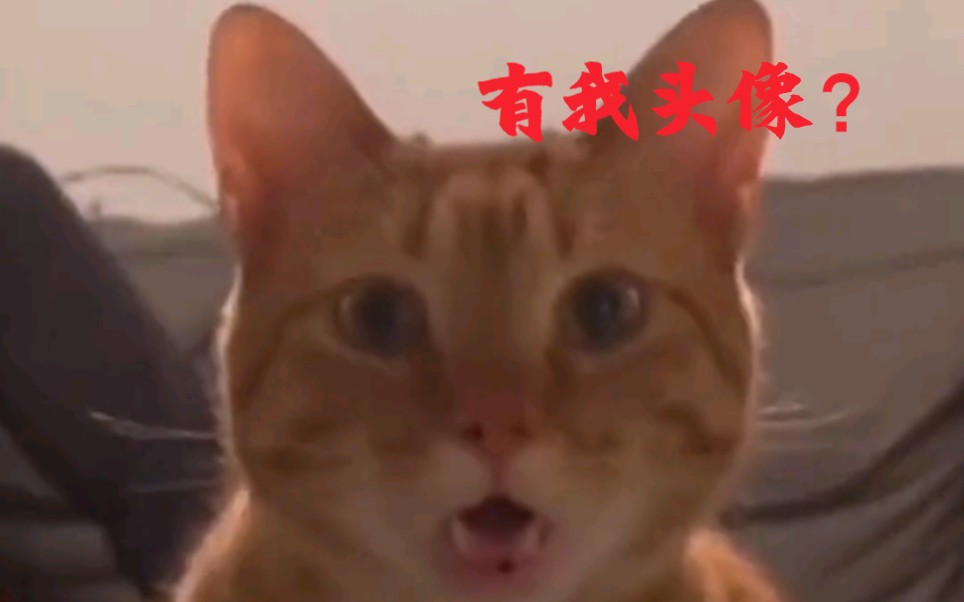 网上找的猫猫头像哔哩哔哩bilibili