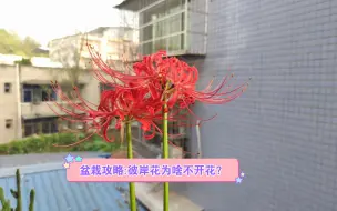 简单易懂的彼岸花种植攻略