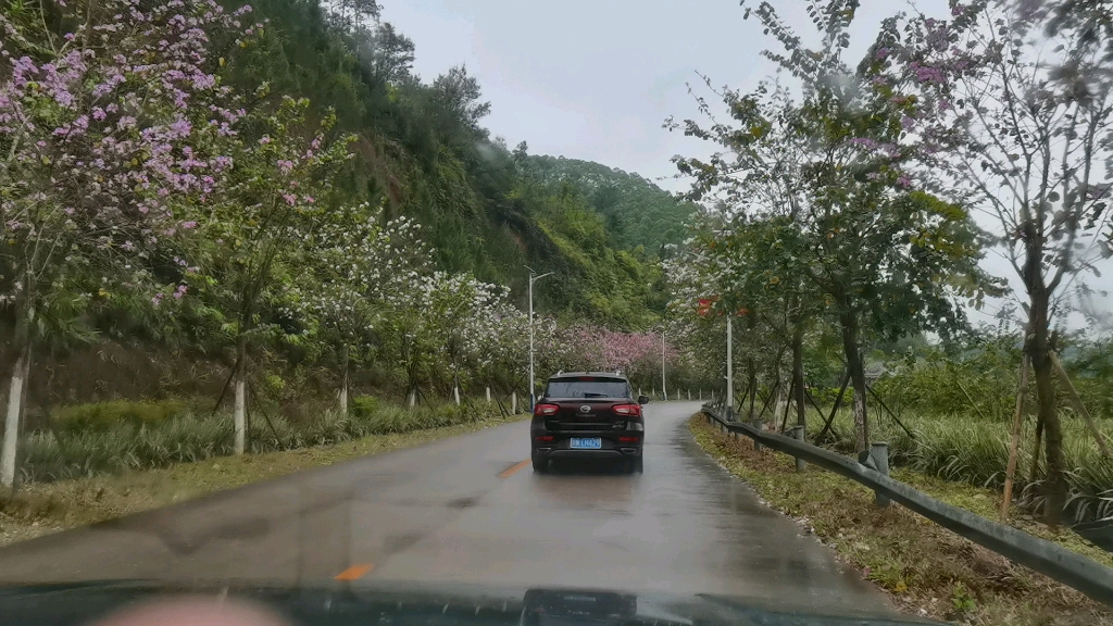 [图]广东森林小镇（粤北革命老区）一起来看紫荆花