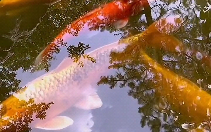 见锦鲤 享好运 吉祥如意 锦鲤赐福