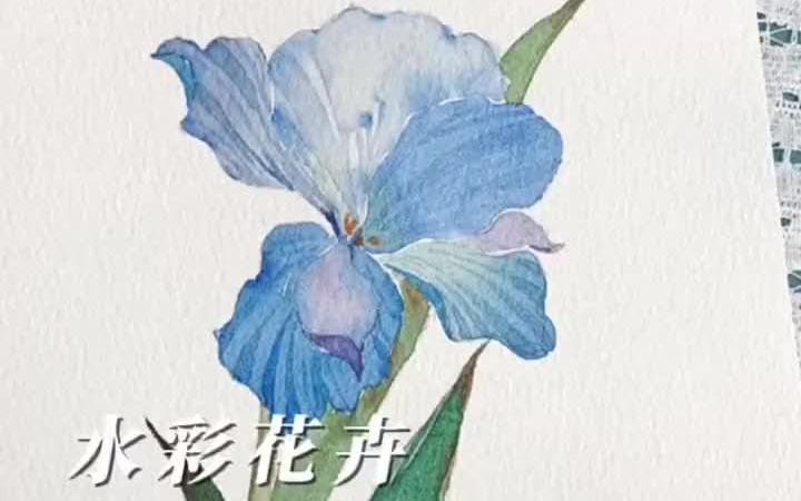 [图]水彩花卉｜今天画一朵蓝色的鸢尾，快来一起画画吧水彩 一起学画画 成都 成人画室 水彩画