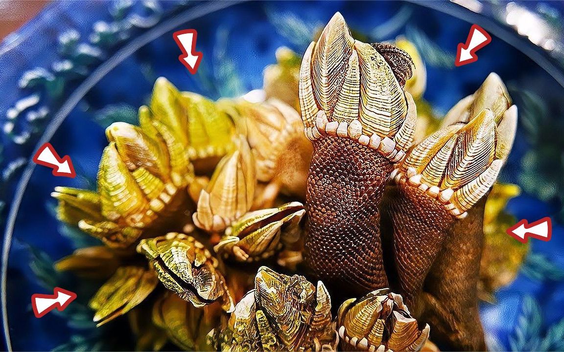 国外牛人挖鬼手螺,品相好的一斤要3000多块,整个岩石都已经长满了