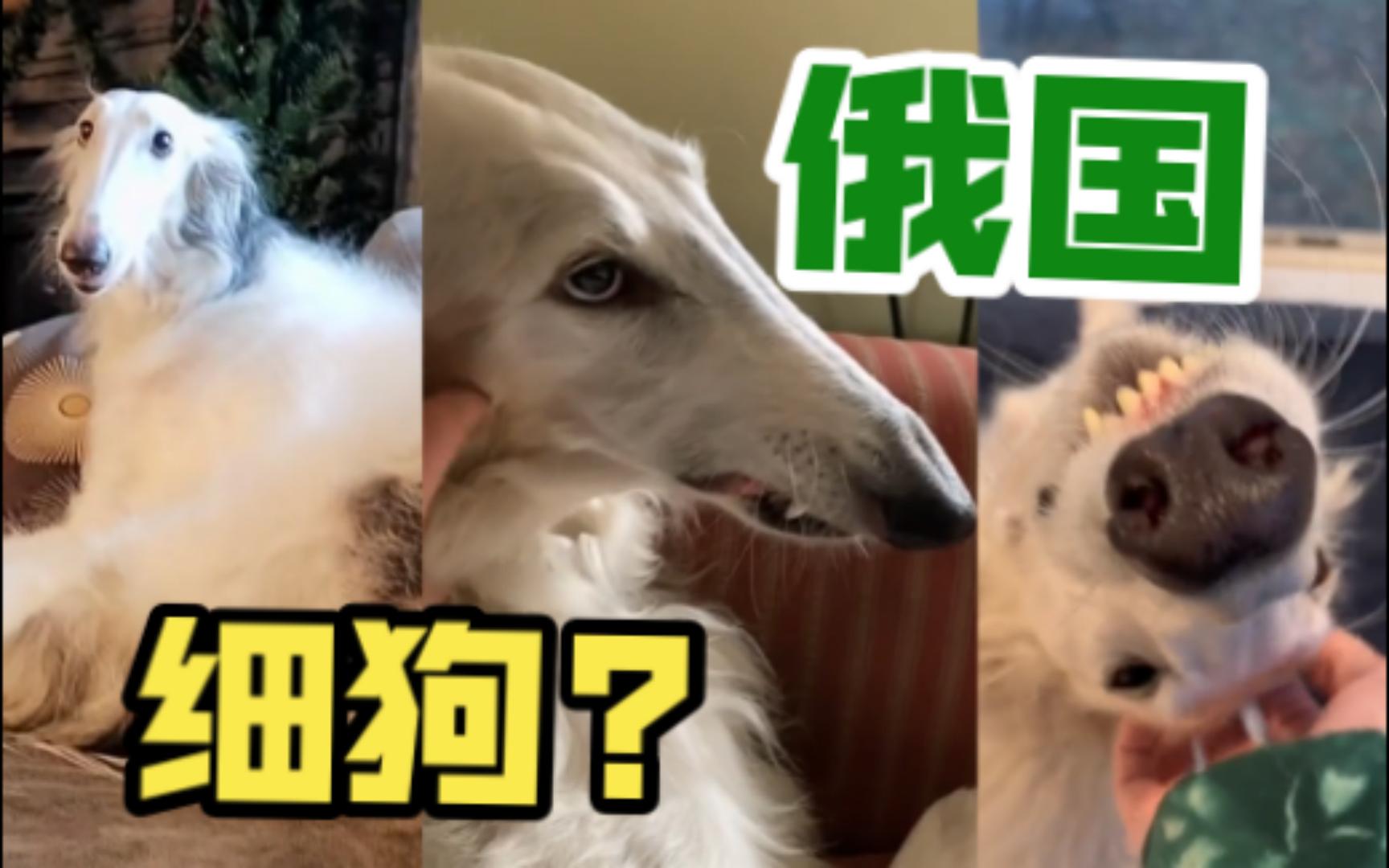 [图]🐶俄罗斯猎狼犬...外国细狗?