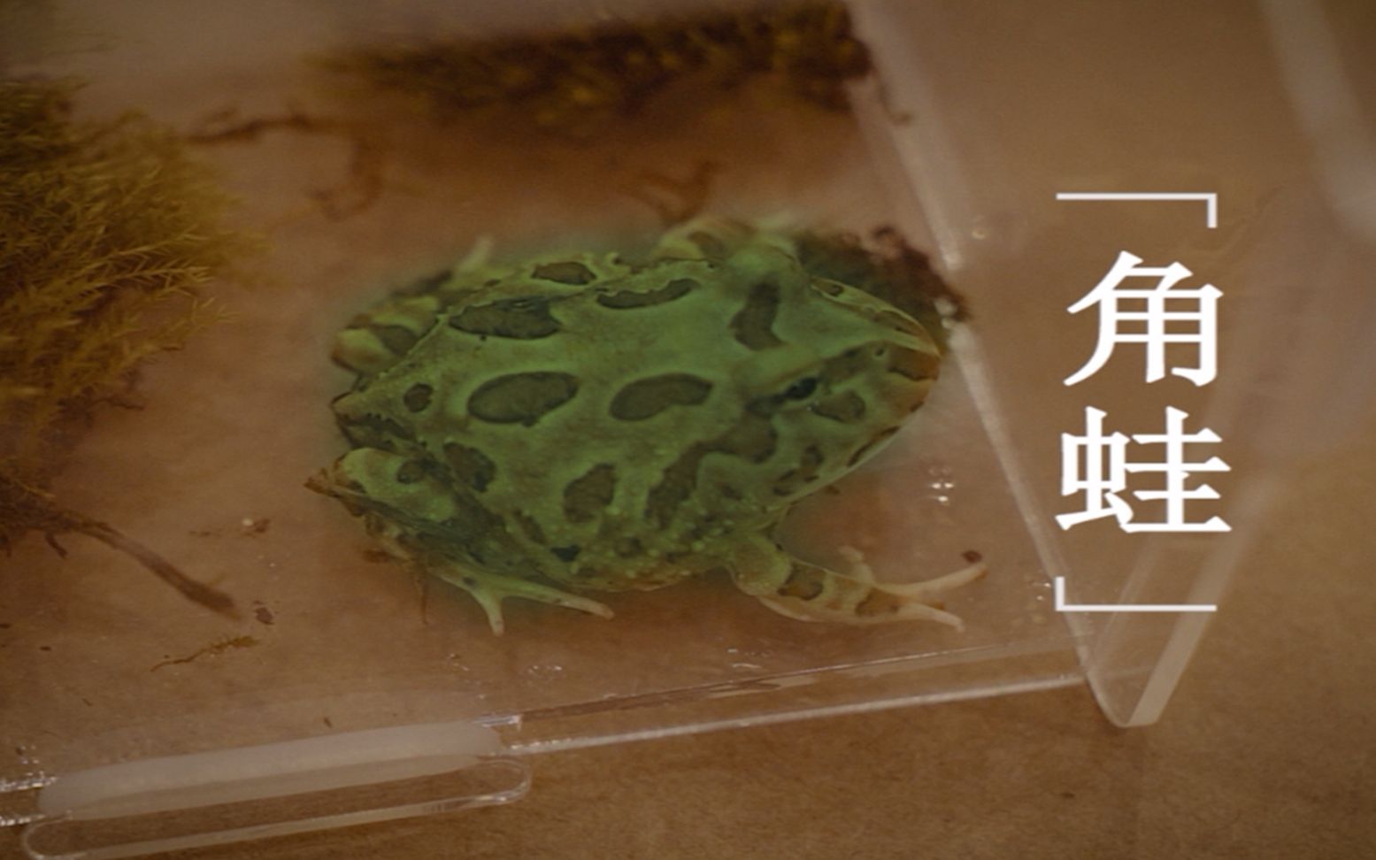 【动物启示录】【角蛙】丨还没到洞庭湖 怎么就有碧螺春的味了?