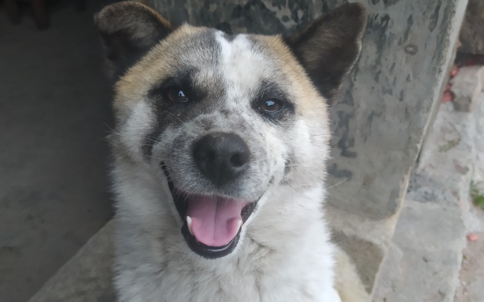 小土狗 傻狗日常