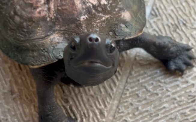 年迈的36岁乌龟精